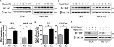 Rapamycin Upregulates Connective Tissue Growth Factor Expression in Hepatic Progenitor Cells Through TGF-β-Smad2 Dependent Signaling